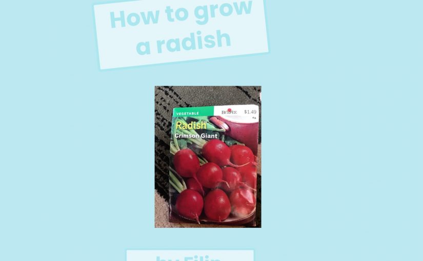 How to Grow a Radish