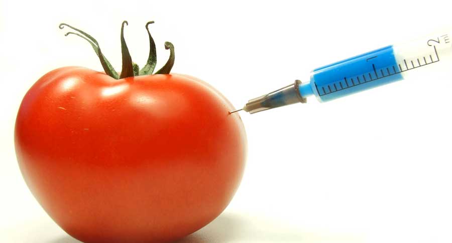 Genetically Modified Organisms, the Step into a Golden Age, or the End of Mankind?
