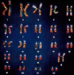 karyotype2