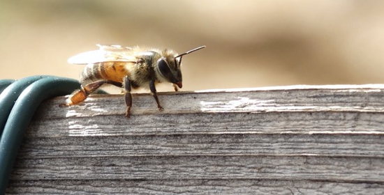 Bee Photography