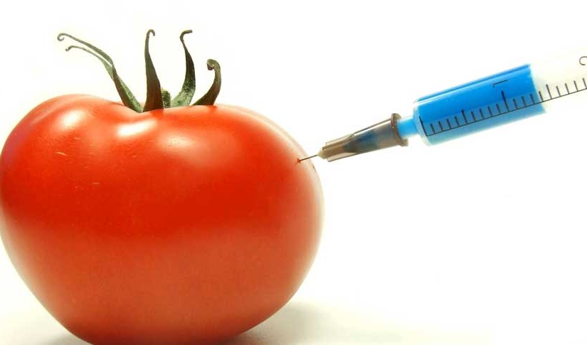 Genetically Modified Organisms, the Step into a Golden Age, or the End ...